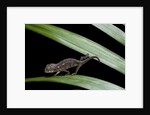 Furcifer oustaleti (Malagasy giant chameleon) - young by Anonymous