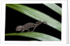 Furcifer oustaleti (Malagasy giant chameleon) - young by Anonymous