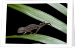 Furcifer oustaleti (Malagasy giant chameleon) - young by Anonymous