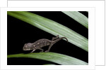 Furcifer oustaleti (Malagasy giant chameleon) - young by Anonymous