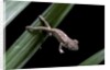 Furcifer oustaleti (Malagasy giant chameleon) - young by Anonymous