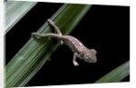 Furcifer oustaleti (Malagasy giant chameleon) - young by Anonymous