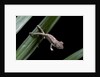 Furcifer oustaleti (Malagasy giant chameleon) - young by Anonymous
