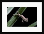 Furcifer oustaleti (Malagasy giant chameleon) - young by Anonymous