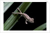 Furcifer oustaleti (Malagasy giant chameleon) - young by Anonymous