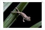 Furcifer oustaleti (Malagasy giant chameleon) - young by Anonymous