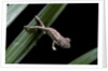 Furcifer oustaleti (Malagasy giant chameleon) - young by Anonymous