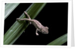 Furcifer oustaleti (Malagasy giant chameleon) - young by Anonymous