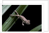 Furcifer oustaleti (Malagasy giant chameleon) - young by Anonymous