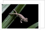Furcifer oustaleti (Malagasy giant chameleon) - young by Anonymous