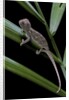 Furcifer oustaleti (Malagasy giant chameleon) - young by Anonymous