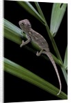 Furcifer oustaleti (Malagasy giant chameleon) - young by Anonymous