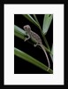 Furcifer oustaleti (Malagasy giant chameleon) - young by Anonymous