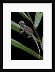 Furcifer oustaleti (Malagasy giant chameleon) - young by Corbis