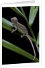 Furcifer oustaleti (Malagasy giant chameleon) - young by Anonymous