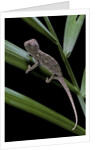 Furcifer oustaleti (Malagasy giant chameleon) - young by Anonymous