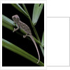 Furcifer oustaleti (Malagasy giant chameleon) - young by Anonymous
