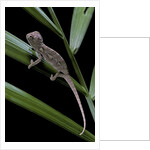 Furcifer oustaleti (Malagasy giant chameleon) - young by Anonymous