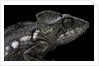 Furcifer oustaleti (Malagasy giant chameleon) by Anonymous