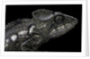 Furcifer oustaleti (Malagasy giant chameleon) by Anonymous