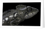 Furcifer oustaleti (Malagasy giant chameleon) by Anonymous