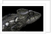Furcifer oustaleti (Malagasy giant chameleon) by Anonymous