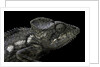 Furcifer oustaleti (Malagasy giant chameleon) by Anonymous
