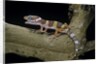 Eublepharis macularius f. albino (leopard gecko) by Anonymous