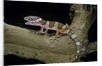 Eublepharis macularius f. albino (leopard gecko) by Anonymous