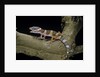 Eublepharis macularius f. albino (leopard gecko) by Anonymous