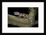 Eublepharis macularius f. albino (leopard gecko) by Anonymous