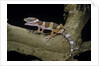 Eublepharis macularius f. albino (leopard gecko) by Anonymous