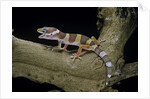 Eublepharis macularius f. albino (leopard gecko) by Anonymous