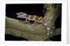 Eublepharis macularius f. albino (leopard gecko) by Anonymous