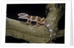 Eublepharis macularius f. albino (leopard gecko) by Anonymous