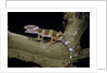 Eublepharis macularius f. albino (leopard gecko) by Anonymous
