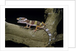 Eublepharis macularius f. albino (leopard gecko) by Anonymous