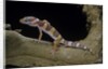 Eublepharis macularius f. albino (leopard gecko) by Anonymous