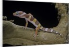 Eublepharis macularius f. albino (leopard gecko) by Anonymous