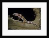 Eublepharis macularius f. albino (leopard gecko) by Anonymous