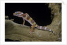 Eublepharis macularius f. albino (leopard gecko) by Anonymous