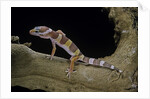 Eublepharis macularius f. albino (leopard gecko) by Anonymous