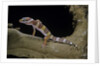 Eublepharis macularius f. albino (leopard gecko) by Anonymous