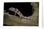 Eublepharis macularius f. albino (leopard gecko) by Anonymous
