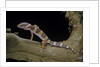 Eublepharis macularius f. albino (leopard gecko) by Anonymous