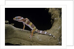 Eublepharis macularius f. albino (leopard gecko) by Anonymous
