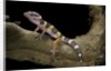 Eublepharis macularius f. albino (leopard gecko) by Anonymous