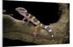 Eublepharis macularius f. albino (leopard gecko) by Anonymous