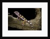 Eublepharis macularius f. albino (leopard gecko) by Anonymous