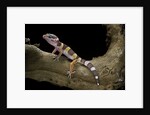 Eublepharis macularius f. albino (leopard gecko) by Anonymous